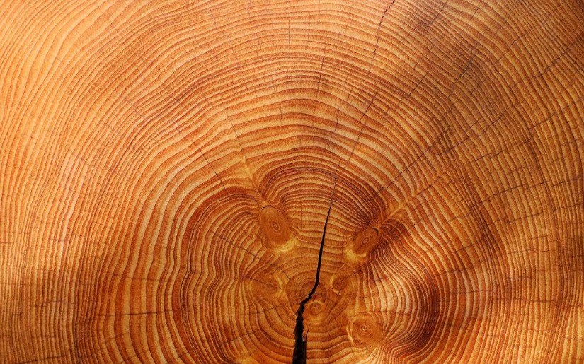 Units in Forest Carbon Numbers: A Primer
